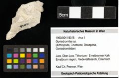 Foto (Objekt + Etiketten) von Goniodromites sp. 